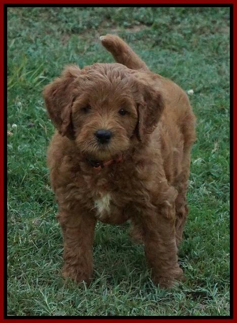 Dawn Dapper Dan pups 6 wks old 101