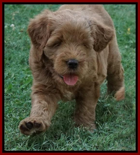 Dawn Dapper Dan pups 6 wks old 111