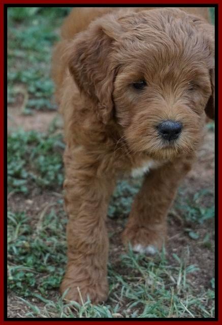 Dawn Dapper Dan pups 6 wks old 91