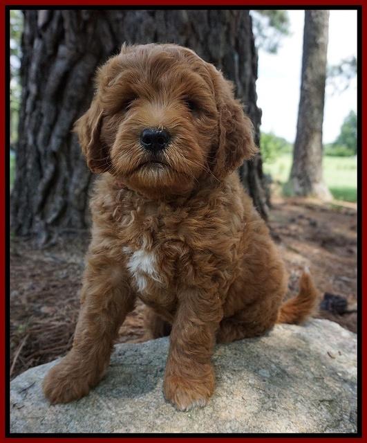 Dawn Dapper Dan pups 7 wks old 121