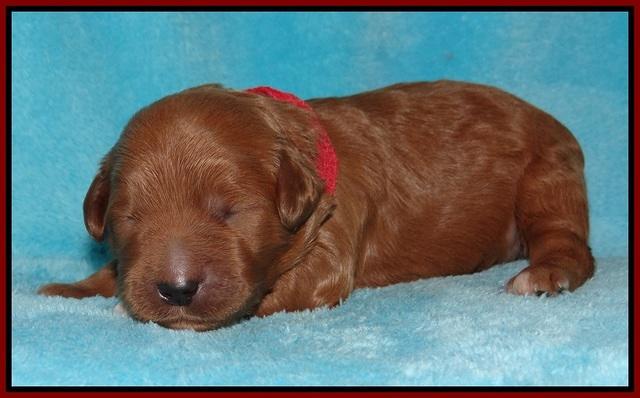 Dawn Dapper pups 1 wk old 51