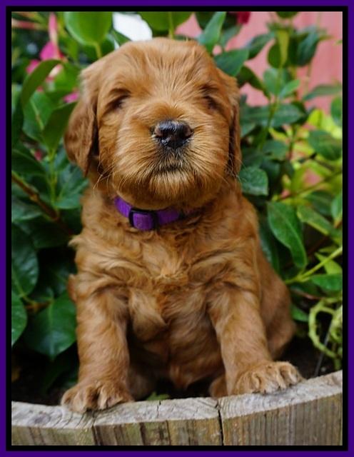 Dawn Dapper Dan pups 4 wks old 91