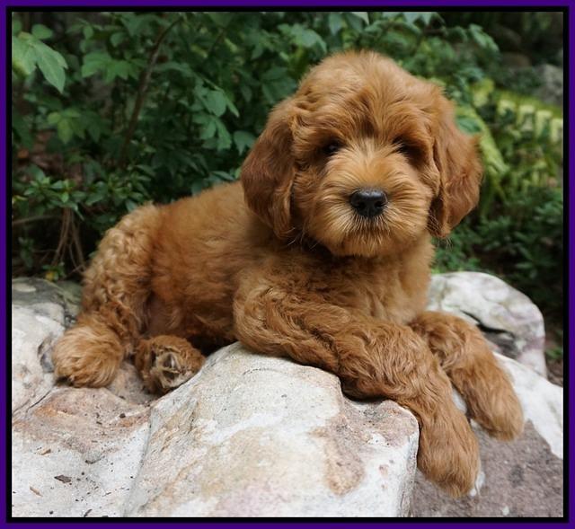 Dawn Dapper Dan pups 8 wks old 102000