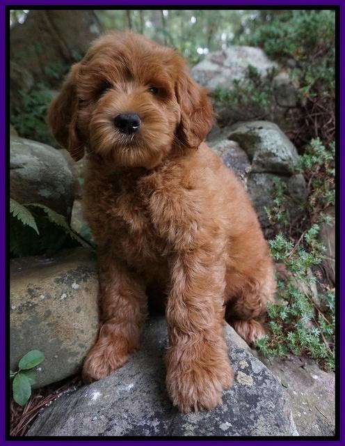 Dawn Dapper Dan pups 8 wks old 62000