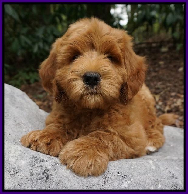 Dawn Dapper Dan pups 8 wks old 82000