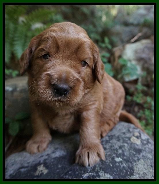 Dawn Dapper Dan pups 3 wks old 101