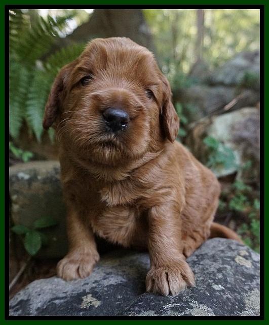 Dawn Dapper Dan pups 3 wks old 91