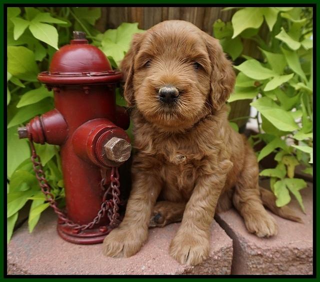Dawn Dapper Dan pups 5 wks old 131