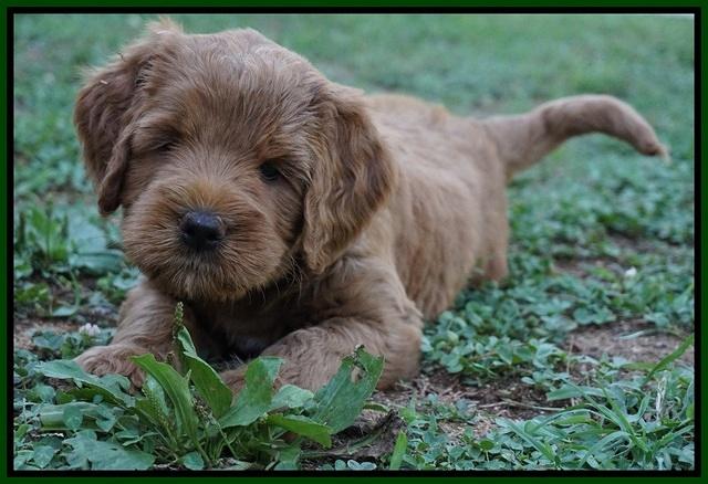 Dawn Dapper Dan pups 6 wks old 201