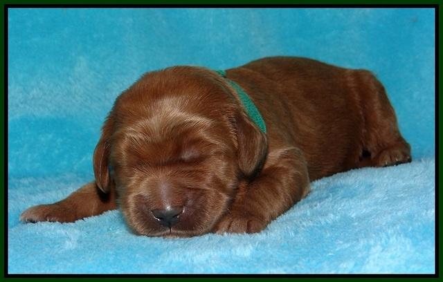 Dawn Dapper pups 1 wk old 101