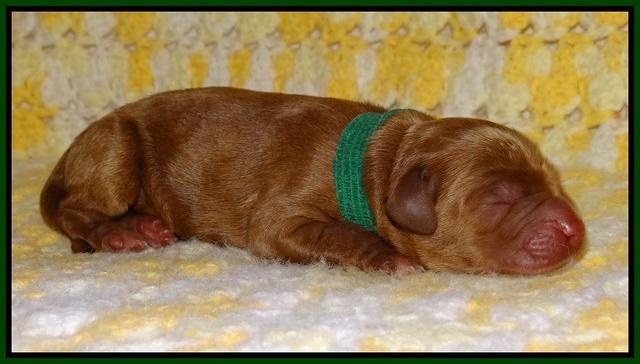Dawn Dapper pups newborn 111