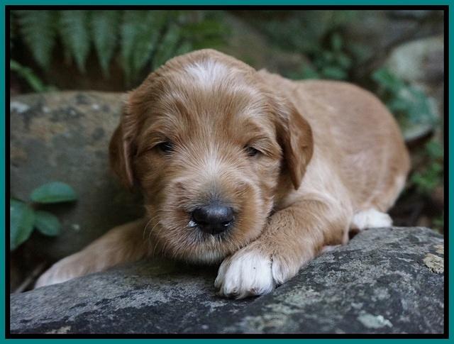 Dawn Dapper Dan pups 3 wks old 131