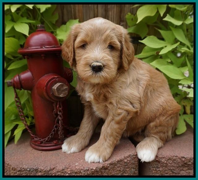 Dawn Dapper Dan pups 5 wks old 171