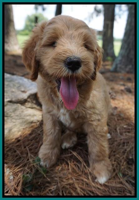Dawn Dapper Dan pups 7 wks old 211