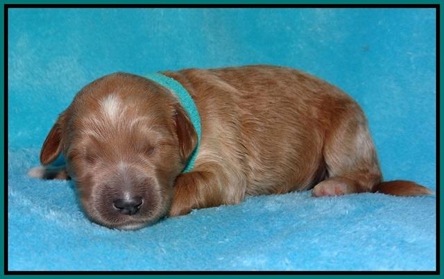 Dawn Dapper pups 1 wk old 111