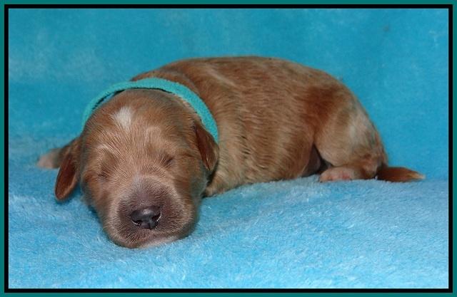 Dawn Dapper pups 1 wk old 121