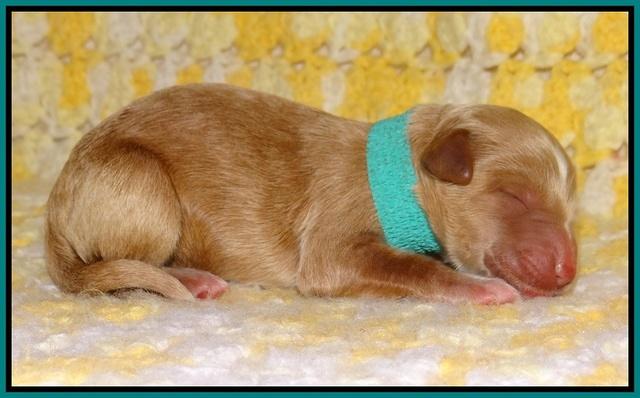 Dawn Dapper pups newborn 121