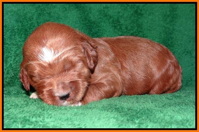 Dawn Dapper Dan pups 2 wks old 171