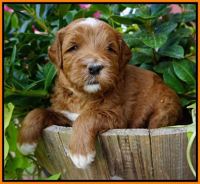 Dawn Dapper Dan pups 4 wks old 191