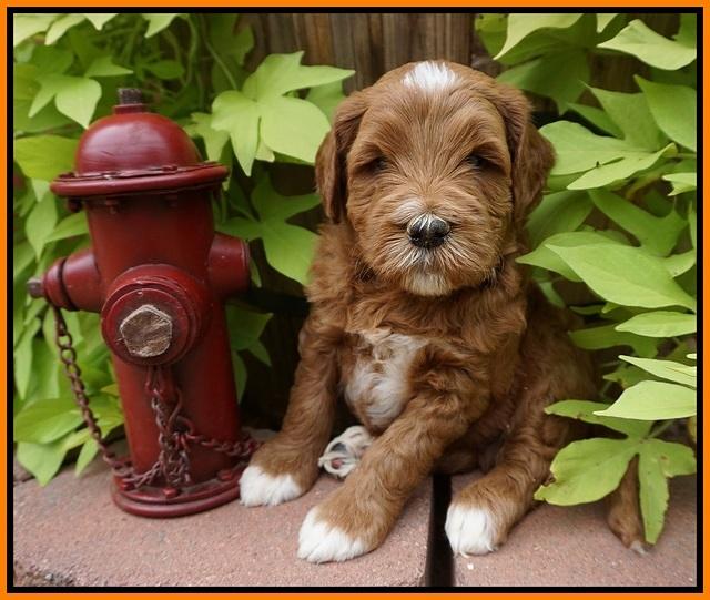 Dawn Dapper Dan pups 5 wks old 191