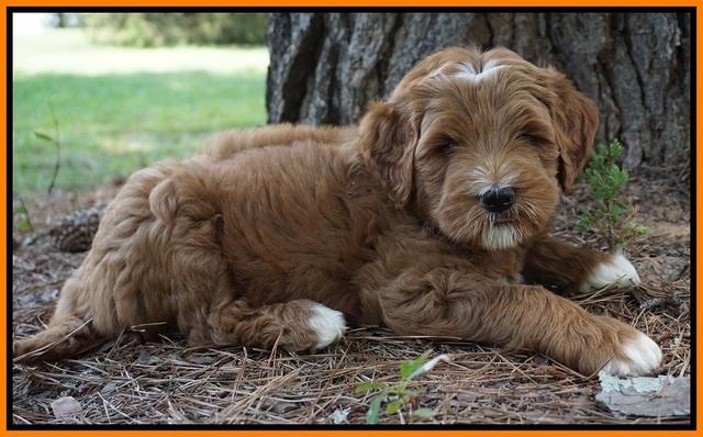 Dawn Dapper Dan pups 7 wks old 281