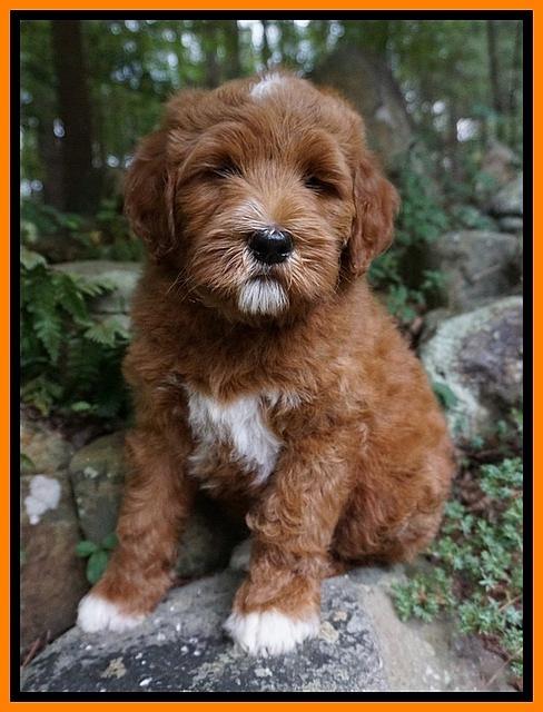 Dawn Dapper Dan pups 8 wks old 11