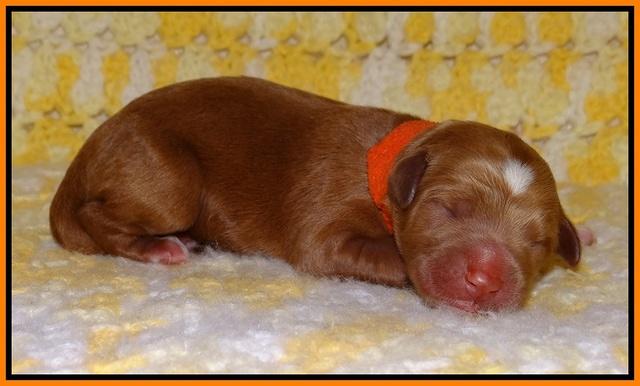 Dawn Dapper pups newborn 141