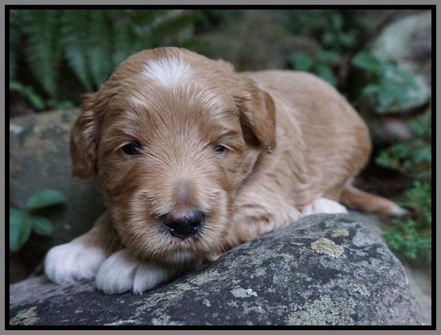 Dawn Dapper Dan pups 3 wks old 171