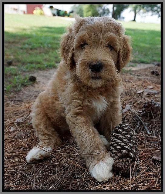 Dawn Dapper Dan pups 7 wks old 371