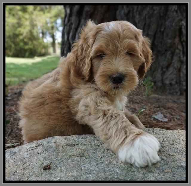 Dawn Dapper Dan pups 7 wks old 381