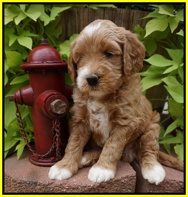 Dawn Dapper Dan pups 5 wks old 251