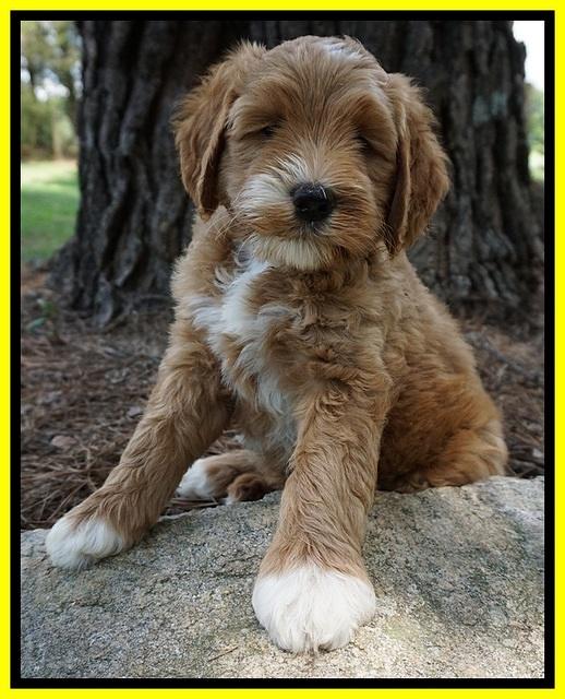 Dawn Dapper Dan pups 7 wks old 321