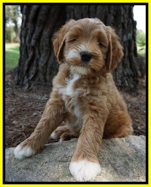 Dawn Dapper Dan pups 7 wks old 331