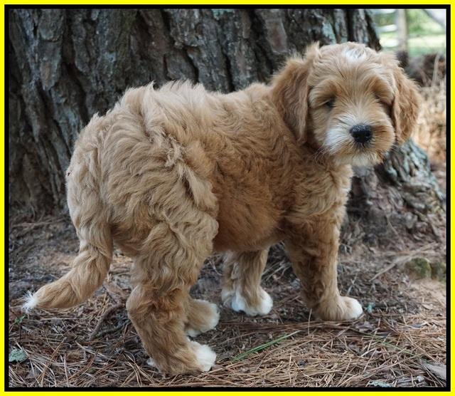 Dawn Dapper Dan pups 7 wks old 351