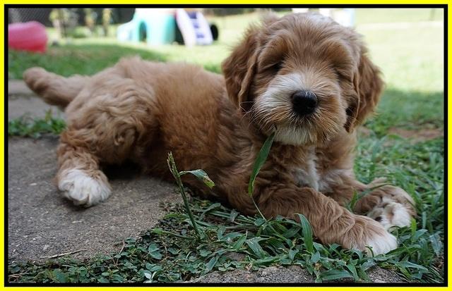 Dawn Dapper Dan pups 7 wks old 361