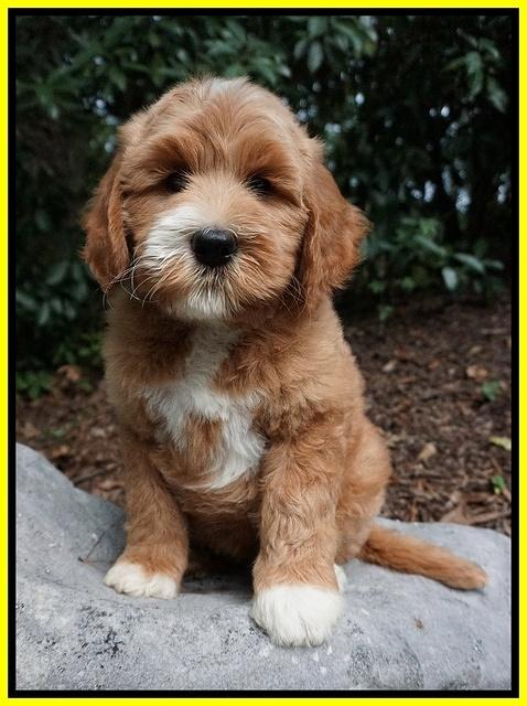 Dawn Dapper Dan pups 8 wks old 111