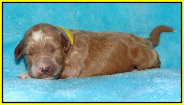 Dawn Dapper pups 1 wk old 191