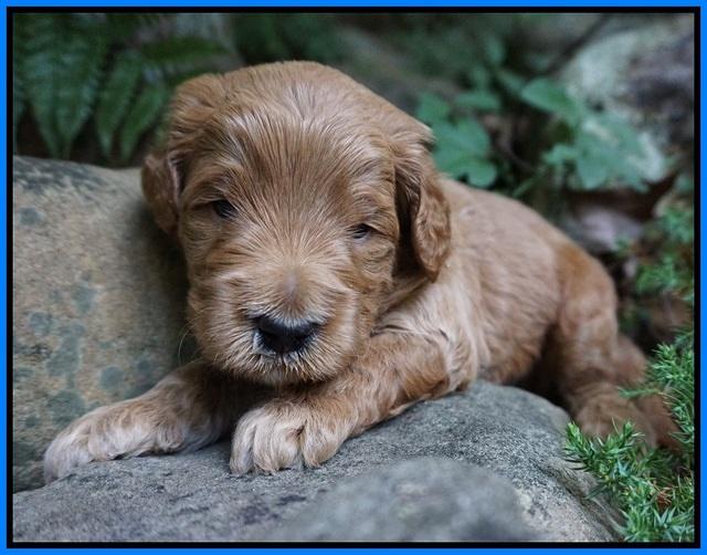 Dawn Dapper Dan pups 3 wks old 211