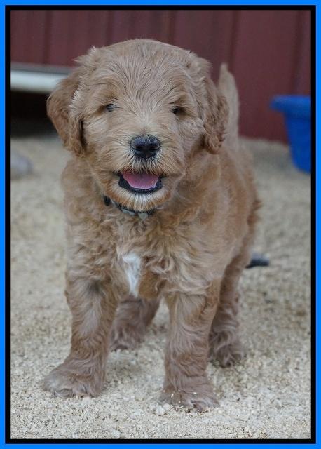 Dawn Dapper Dan pups 6 wks old 361