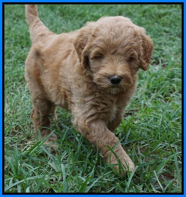 Dawn Dapper Dan pups 6 wks old 371