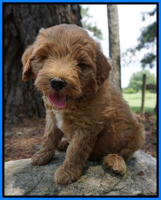 Dawn Dapper Dan pups 7 wks old 441