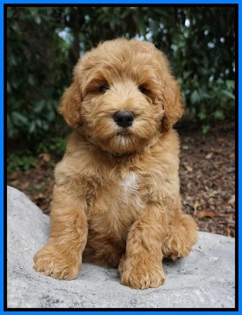 Dawn Dapper Dan pups 8 wks old 71