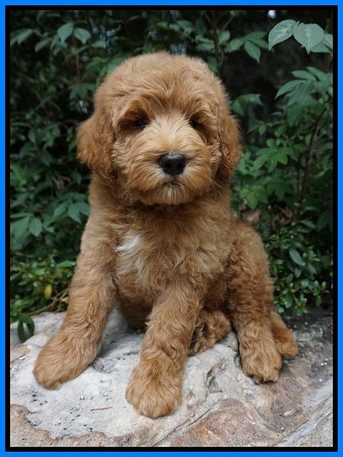 Dawn Dapper Dan pups 8 wks old 81