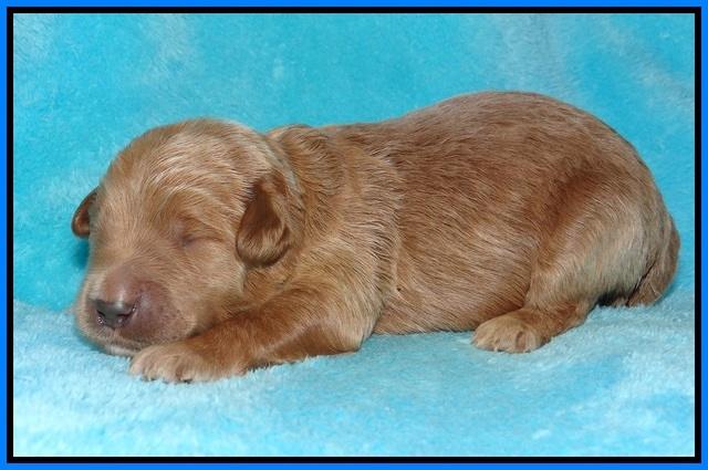 Dawn Dapper pups 1 wk old 201