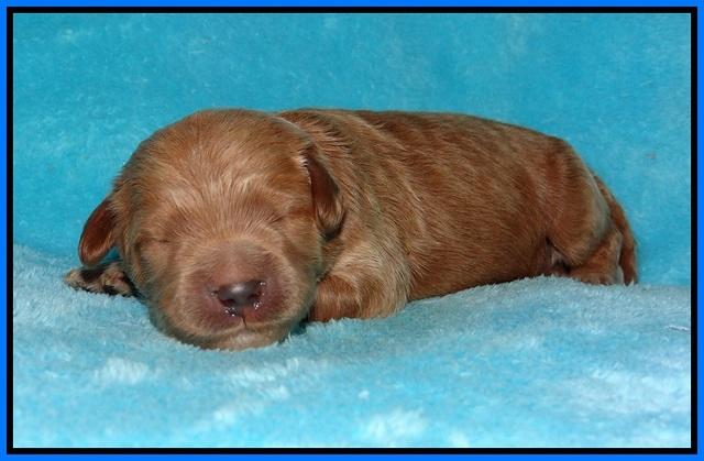 Dawn Dapper pups 1 wk old 211