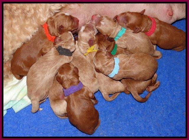 Dawn Dapper pups newborn 261