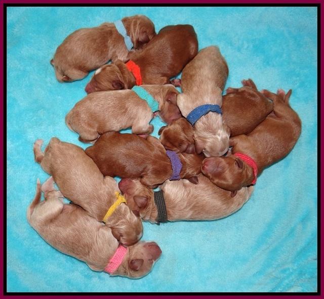 Dawn Dapper pups newborn 271