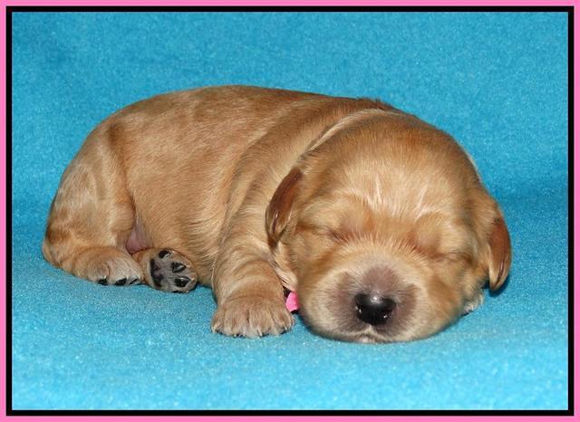 Mazie Blaze pups 1 wk old 21