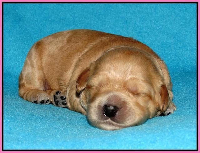 Mazie Blaze pups 1 wk old 31