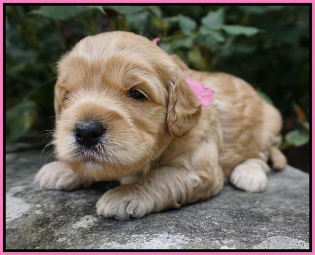 Mazie Blaze pups 3 wks old 11